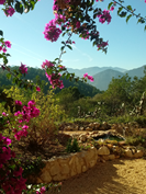Mountain Views